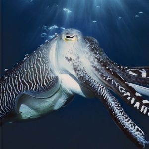 Meet your Posher, Summer